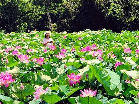 觀音蓮花座|桃園觀音景點》賞蓮花一日遊．2020蓮花季熱鬧登場.坐大王蓮.吃。